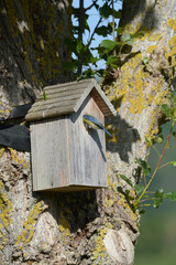 Mésange bleue qui nourrit ses petits