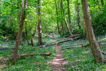 Bluebells in the woods around the Wrekin, Shropshire,