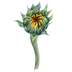 Sunflower on an isolated background. Hand-painted watercolor illustration of autumn flowers. Botanical flower painting in rustic style. A clipart for invitations and postcards.