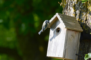 Mésange bleue qui nourrit ses petits
