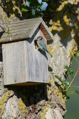 Mésange bleue qui nourrit ses petits