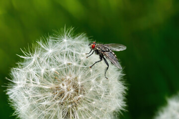 Fliege auf Pusteblume - Nahaufnahme vor grünem Hintergrund