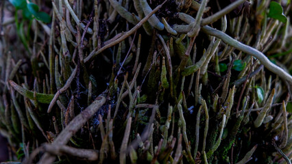 The roots of Anthurium plowmanii