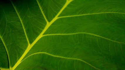 Nature's Vein Pattern of a Taro Leaf