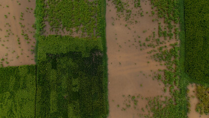 Top-down aerial of vibrant green rice paddies segmented by narrow dirt tracks and flooded plots, forming a geometric agricultural patchwork