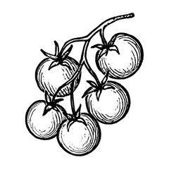Vintage tomato branch illustration vector
