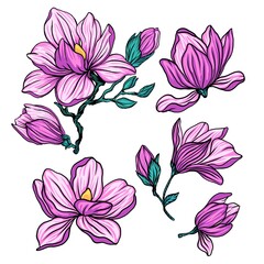 Collection of magnolia flower bouquet and leaves clip art, Magnolia. Spring is here. Vector vintage botanical illustration.