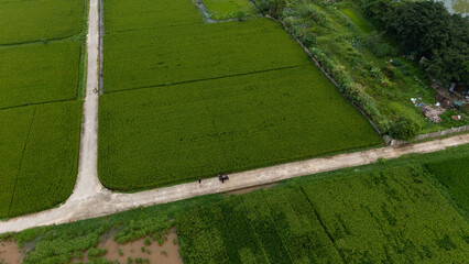 Top-down aerial of vibrant green rice paddies segmented by narrow dirt tracks and flooded plots, forming a geometric agricultural patchwork