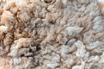 Raw wool background forming a soft and delicate texture