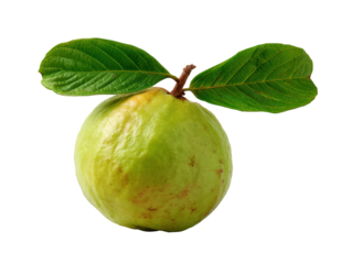 Fresh whole guava with vibrant green leaves, showcasing its smooth skin and natural color. This tropical fruit is perfect for healthy snacks and adds refreshing touch to various dishes