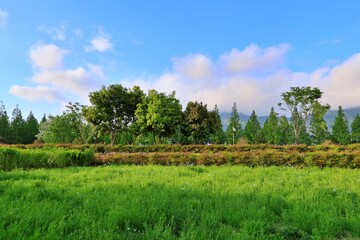 Fototapeta premium 도심공원 풍경, 파란하늘과 나무, 꽃