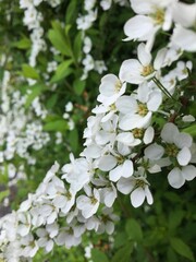 ユキヤナギ