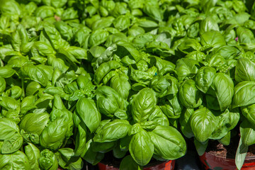 basil aromatic plant to season pizza pasta and Genoese pesto
