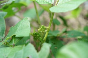 Green bean with young flower. Fresh homegrown, organic vegetables, green food. Plant plot in city...