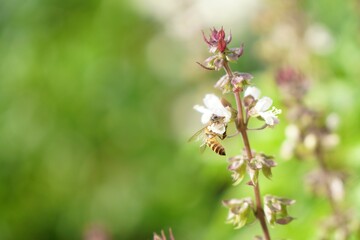 Fototapeta premium closeup of Bee finding nectar from Sweet Basil flower with morning light. homegrown or urban farming. organic food or eating healthy. nature and wild animal background or wallpaper with copy space.