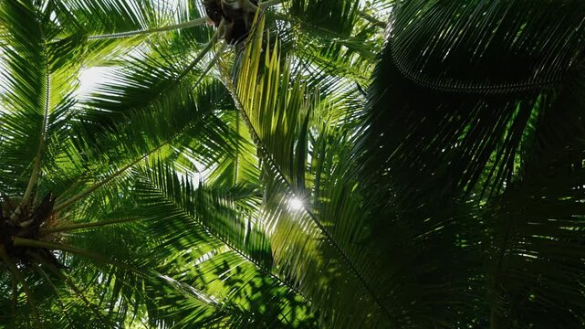 Sunlight shines through overlapping palm fronds in a dense tropical canopy, capturing the energy of the Guatemalan jungle.