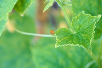 Selective focus, Pumpkin beetle Cucurbit Leaf Beetle or Yellow Squash Beetle on green leaves. Pest in Organic farm food and vegetables gardening. beauty nature background. 