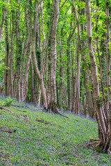 Bluebells in the woods around the Wrekin, Shropshire,