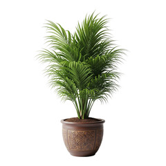 Fototapeta premium plant in a pot