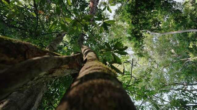 Low angle shows moss-covered tree trunks rising toward a bright green canopy in the tropical forest of Mopan, Guatemala.