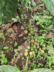 Coffee berries on trees in farm and garden. Raw coffee beans in production season.