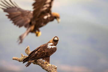 Spanish Imperial Eagle aquila adalberti sitting on a tree watching another eagle landing