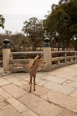 Deer in the Nara Park, Japan