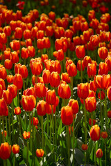 An idyllic garden scene showcasing bright red tulips illuminated by warm sunlight in St.Petersburg, Russia, conveying vibrancy, freshness, and natural beauty in a serene outdoor setting