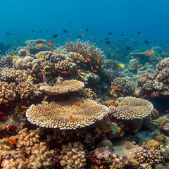Vibrant Coral Reef Ecosystem: Underwater Scene with Colorful Fish and Diverse Marine Life