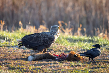 Adult White-tailed eagle Haliaeetus albicilla perching over dead fox, accompanied by black raven