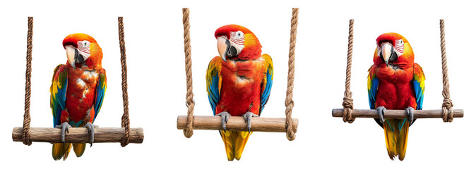 Colorful macaws perched on wooden swings, showcasing vibrant feathers