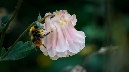 Bee delights in spring flower bloom