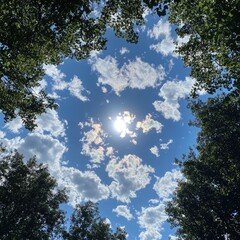 Sunny sky framed by trees