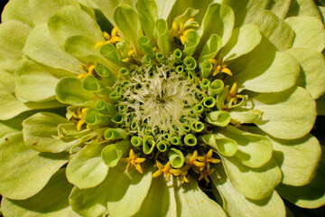 Zinia is a garden flower of crimson color with a curly plan