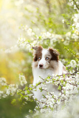 purebreed border collie dog with blue eyes, brown nose and fluffy white and brown fur portrait in...