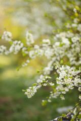 small white wild cherry flowers and green leaves on a soft blur green nature background. vertical
