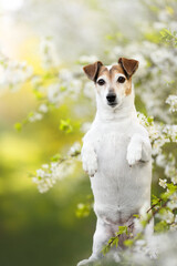 purebreed jack russel terrier dog with brown eyes, black nose showing trick with her front paws...
