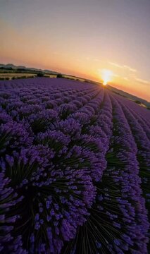 Spiral vertical ascent over blooming lavender fields Provence golden hour | 9x16 4K
