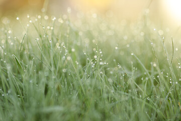 sunny morning dew drops on green lawn grass