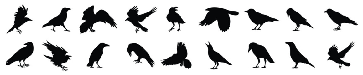 Raven silhouette set. Crow black icons. Set of black raven silhouette vector