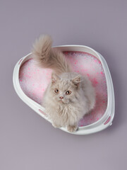 A fluffy long-haired cat sitting gracefully in a litter box filled with pink litter granules. The...