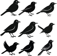 Fototapeta premium set of birds silhouette on white