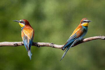 European bee-eater, merops apiaster. Two birds sitting on a branch on a beautiful background