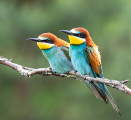 Fototapeta premium European bee-eater, merops apiaster. Male and female sitting on a branch on a blurred background
