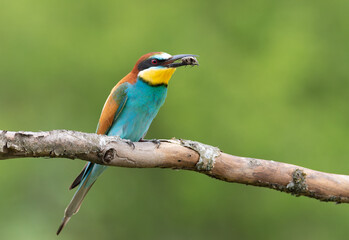 European bee-eater, merops apiaster. A bird with its prey in its beak sits on a branch