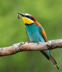 European bee-eater, merops apiaster. A bird sits on a branch and holds a beetle in its beak