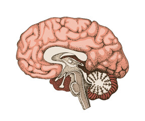 Human brain anatomy hand drawn vector