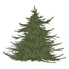 Fototapeta premium Fir tree. Realistic hand drawn vector illustration. Green fluffy pine, isolated on white background