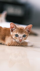 Adorable ginger kitten with bright eyes lies on a shiny tiled floor, its reflection softly visible beneath. Captured in natural light, this candid moment shows calmness and curiosity in a young cat.