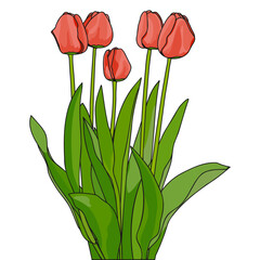 Blooming Spring Tulip Flowers Bouquet